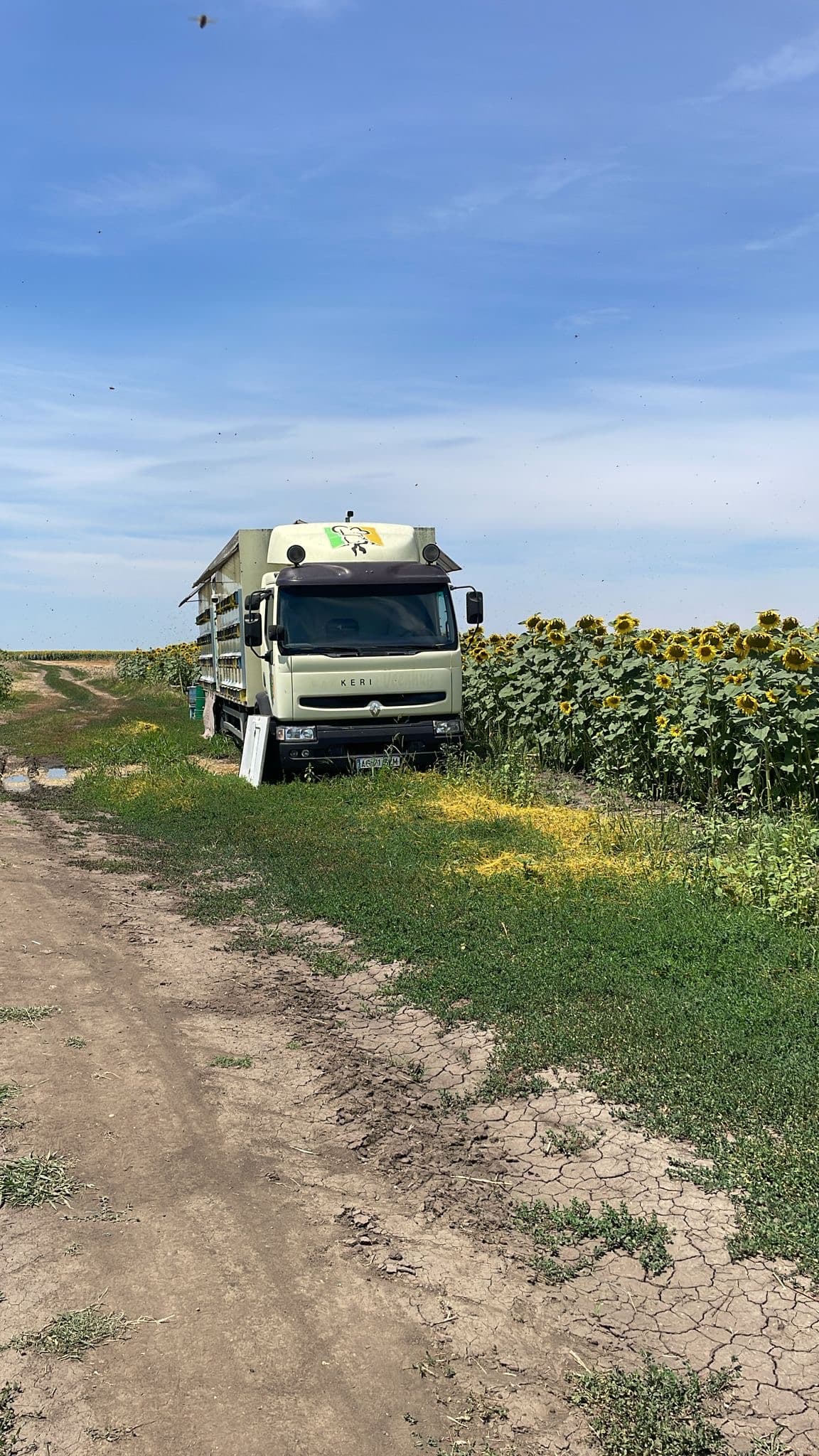 Pavilionul, tras chiar la marginea lanului de floarea soarelui de la Piatra, Teleorman 🌼