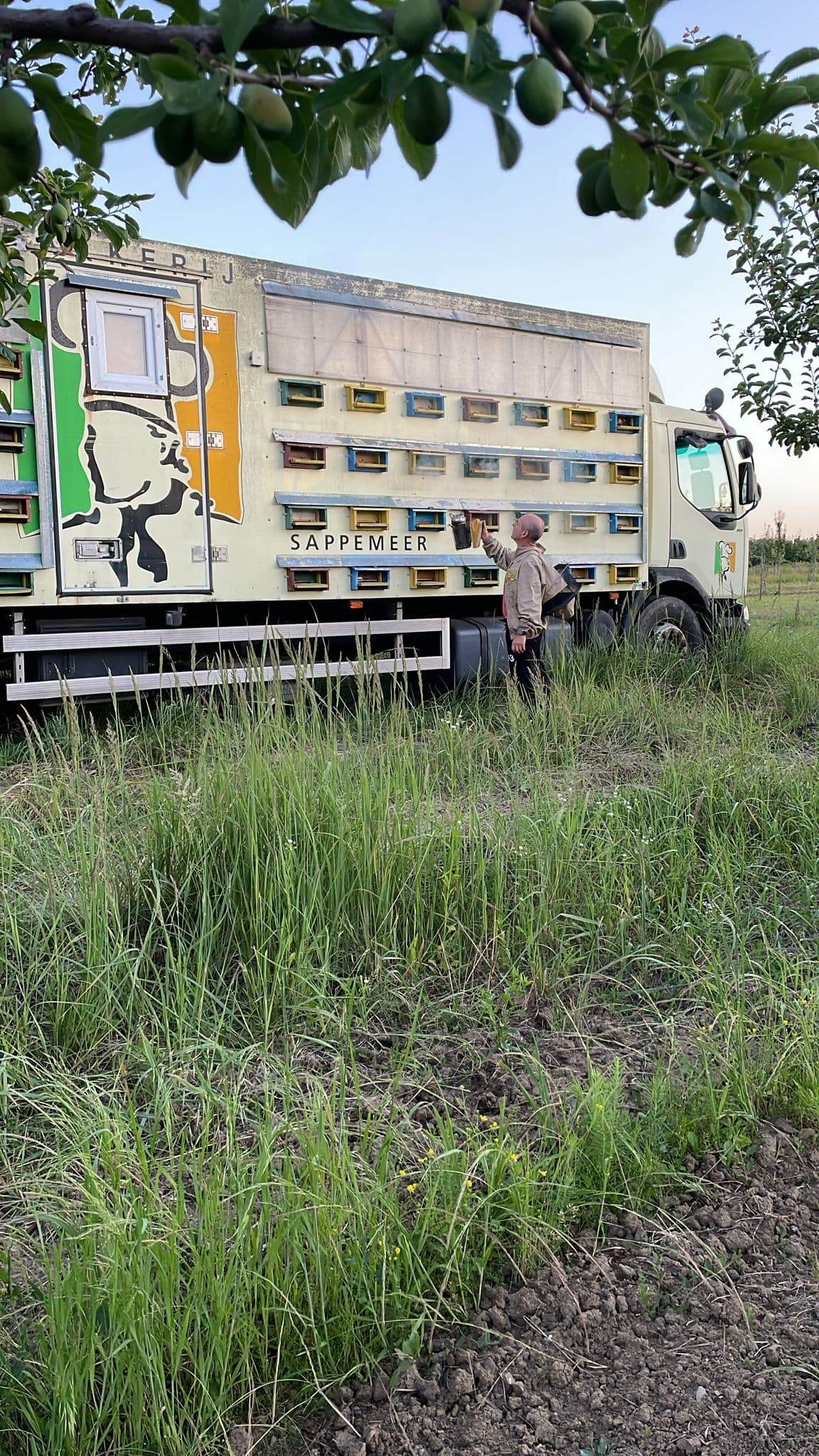 Ne pregatim de plecare catre tei. Incarcam stupii in camion si pornim la drum spre padurile de tei in plina inflorire. Cateva zile pe teren, ca albinele sa prinda floarea exact la momentul ei 🐝